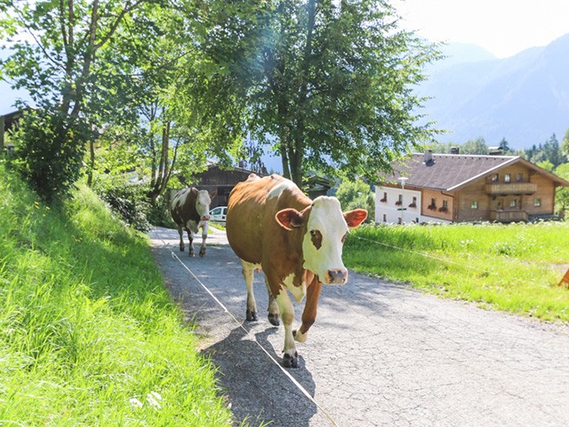 Ferienwohnung Nachbarbauer 